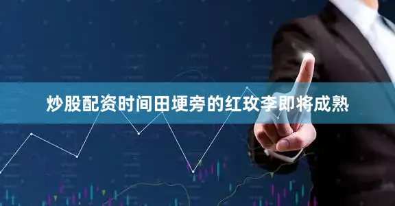 炒股配资时间田埂旁的红玫李即将成熟