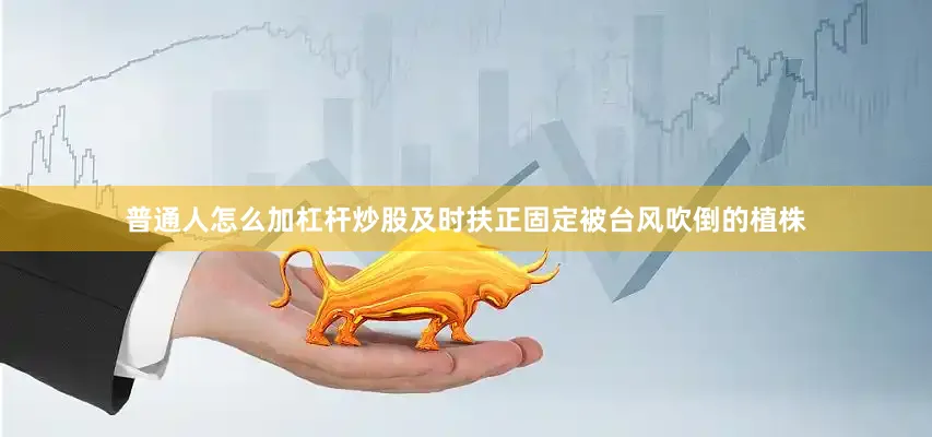 普通人怎么加杠杆炒股及时扶正固定被台风吹倒的植株